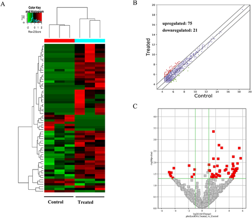 Figure 4 Differentially expressed lncRNAs in the GO-AgNPs treated rabbit fetal fibroblast cells. (A) Hierarchical cluster analysis: the lncRNAs with the red points and blue points indicate > 2.0-fold changes between control and treated cells. (B) Scatter plots: the red and blue points represent the upregulated and downregulated lncRNAs with statistical significance (fold-changes of > 2 and p values of < 0.05), respectively. (C) Volcano plots: the red and green dots upregulated and downregulated lncRNAs, respectively.