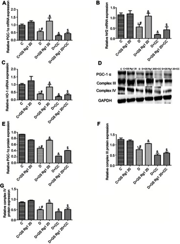 Figure 5 Effects of GS Rg1 administration on the expression of the mitochondrial biogenesis proteins, Nrf2, HO-1 in the hearts of control and diabetic rats. (A) mRNA expression of PGC-1α. (B) mRNA expression of Nrf2. (C) mRNA expression of HO-1. (E) protein expression of PGC-1α. (F) protein expression of complex III. (G) protein expression of complex V. P<0.05. (*) vs C; (#) vs C+GS Rg1 20; (&) vs D; ($) vs D+GS Rg1 20.