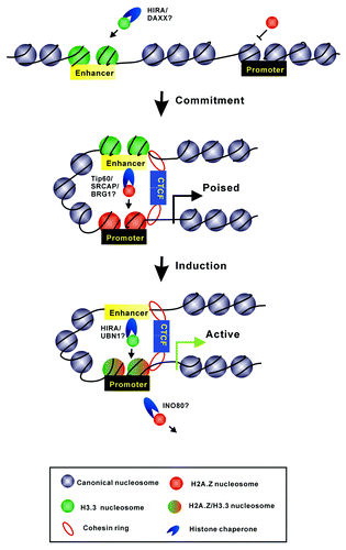 Figure 2. A model displays the dynamic regulation of H2A.Z and H3.3 at enhancer and promoter regions during gene transcriptional activation. The enrichment of H3.3 at enhancer regions facilitates the recruitment of H2A.Z into promoters prior to gene activation. Such variants’ incorporation might provide specialized chromatin signatures to mediate the formation of “chromatin loops” to connect the enhancers and promoters. During gene induction, H3.3-containing nucleosomes would be evicted from enhancers for the binding of transcriptional factors; meanwhile, H2A.Z at promoters would be replaced by H2A, which is accompanied by the deposition of H3.3. The model also depicts several histone chaperone candidates that might take part into this procedure.