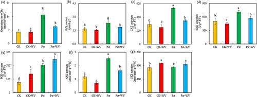 Figure 5. Effects of WV on the generation rate of O2− (a), H2O2 content (b), CAT activities (c), SOD activities (d), POD activities (e), APX activities (f) and GPX activities (g) of tobacco leaves infected by Pst. Note: The data in the figure are from three biological repeats (n = 3), and represent means ± standard error (SE). Significant differences were expressed by different letters (P < 0.05).