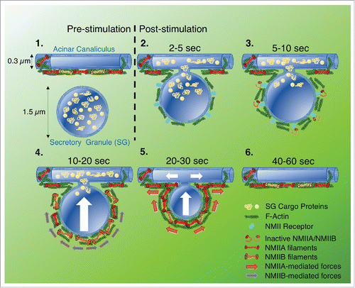 Figure 1. Model proposing how NMII is recruited to fused secretory granules (SGs), and the distinct role of each isoform in driving integration of the SG membrane (diameter 1.5 μm) into the canalicular membrane (diameter 0.3 μm): 1) Before fusion, SGs containing cargo proteins reside in the vicinity of acinar canaliculi, which are coated in F-actin and NMII; 2) After stimulation, F-actin and NMII clear from the canaliculus, allowing the SG to fuse. The fused SG is then rapidly decorated with F-actin and NMII; 3) An NMII receptor localizes to the fused SG and recruits NMIIA and NMIIB; 4) NMIIB is required for initial integration of the fused SG, likely cross-linking F-actin and generating force, via slow contractions, to push the SG membrane towards the canalicus; 5) NMIIA is required to complete the integration process, continuing to push the SG membrane towards the canaliculs via fast contractions, and also maintaining the fusion pore open; 6) SG integration is completed within 60s, and the canaliculus is once again decorated with F-actin and NMII.