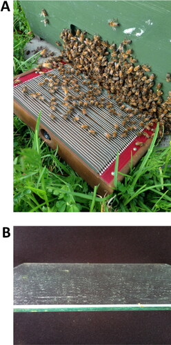 Figure 1. Bee venom collector Beewhisper 5.0 is based on the electric stimulation protocol (http://www.beewhisper.com). In (A) it is shown how the equipment is put in front of the hive entrance. After completion of the collection cycle, the venom that has been deposited on the glass slide (B) can be scraped down.