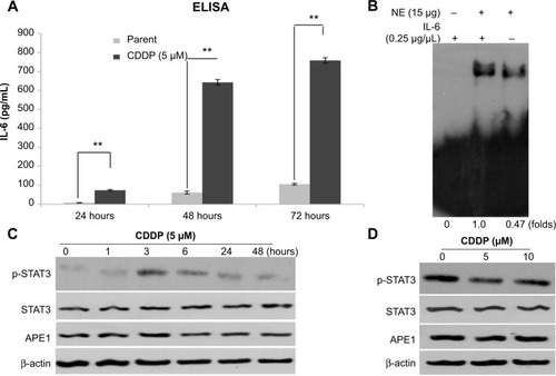 Figure 3 CDDP stimulated IL-6/STAT3 signaling activation in A549 NSCLC cells.