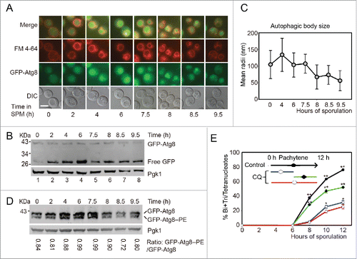 Figure 1. Autophagy mainly participates in the initial stage of yeast meiosis. (A) GFP-Atg8 localization during meiosis. The p1K-GFP-ATG8 plasmid under the control of the ATG8 promoter was introduced into the SK1 background strain. Cells were labeled with FM 4–64 for 5 min then transferred into SPM for sporulation. Samples were collected at different time points and washed 3 times with PBS, then immediately observed by fluorescence microscopy. Scale bar: 5 μm. DIC, differential interference contrast. (B) GFP-Atg8 processing during meiosis. Yeast cells harboring the p1K-GFP-ATG8 plasmid were sporulated and collected from different sporulation time points, and used to generate protein extracts; GFP-Atg8 and free GFP were detected by western blotting with anti-GFP antibody. Lanes 1–8 represent samples at 0, 2, 4, 6, 7.5, 8, 8.5, and 9.5 h in SPM, respectively. (C) Estimation of autophagic body size formed at the indicated sporulation time points. The autophagic body size estimation was followed by a protocol described in the methods. The error bars were the standard deviation (SD) of the radius. (D) GFP-Atg8–PE conjugation during meiosis. The p1K-GFP-ATG8 plasmid was introduced into the SK1 background pep4Δ strain. After sporulation and sample collection, the PE conjugated (GFP-Atg8–PE) and unconjugated (GFP-Atg8) forms were detected by western blotting with anti-GFP antibody. The ratios of conjugated and unconjugated GFP-Atg8 are shown on the bottom of each lane. (E) Effect of CQ treatment on yeast sporulation at different meiotic stages. 200 mM CQ was added into SPM at 0 h then cells were washed with fresh SPM after 5 h (blue line) induction, or CQ was added after 5 h induction (green line). The red line shows the sporulation rate of cells treated with CQ from 0 h to 12 h. Data are presented as the mean ± SD. Asterisk indicates statistically significant difference in comparison with the 0–12 h treated samples. *, P < 0 .05; **, P < 0 .01.