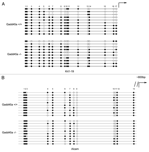Figure 6. Analysis of Krt19 and Alcam promoter methylation by bisulfite sequencing. (A and B)Methylation status of Krt19 and Alcam gene in MEFs was analyzed, ten colonies of cloned BGS PCR products from each bisulfite-treated DNA sample were sequenced and each was shown as an individual row, representing a single allele of the promoter. Open circles denoted unmethylated CpG sites and filled circles represented methylated CpG sites, curved arrow represented transcription start site.