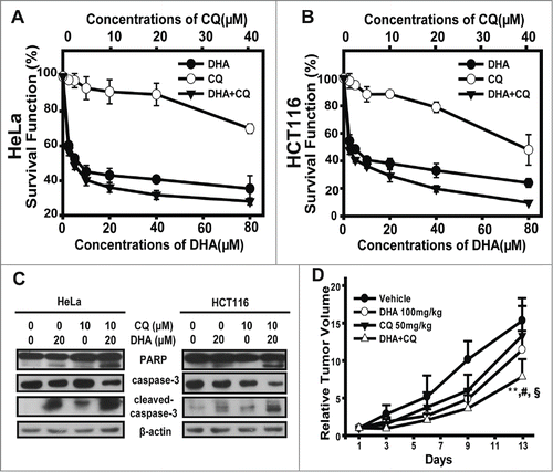 Figure 6. The combination of dihydroartemisinin and chloroquine exerted synergistic anti-tumor efficacy both in vitro and in vivo. (A–B) SRB assays were used to examine the cell proliferation inhibitory activities in HeLa cells (A) and HCT116 cells (B). Cells in 96-well plates were exposed to serial concentrations of DHA, CQ or the constant-ratio mixture of these 2 for 48 h. Dose–response curves of 2 cell lines to DHA, CQ and the combination were presented. Each condition had triplicates, and standard deviation was represented as error bars. The CI values were demonstrated in Table 1. (C) HeLa and HCT116 cells were pretreated with CQ(10 μM)for 1 h, then cotreated with DHA(20 μM) for 48 h and after which PARP, caspase-3 and cleaved-caspase-3 protein levels were measured by protein gel blot analysis. (D) The mice transplanted with HeLa human xenografts were randomly divided into 4 groups and given administration of DHA (100 mg/kg, i.g.), CQ (50 mg/kg, i.p.), the combination or vehicle daily for a period of 13 days. Relative tumor volume are expressed as mean ± SD (n = 8 per group). ** Relative to Vehicle group, P < 0.01; # Relative to DHA group, P < 0.05;§Relative to CQ group, P < 0.05. Tumor weight, inhibition rate, and T/C value (RTV of treatment/RTV of control) were shown in Table 2.