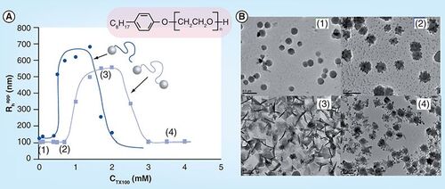 Figure 7. Particle size distributions and micrographs demonstrating the morphology change of unIonized di-end-capped C60-b-PAA83-b-C60 induced by the binding of TX100: (A) CTX100 = 0 mM; (B) CTX100 = 0.7 mM; (C) CTX100 = 1.7 mM; (D) CTX100 = 3.5 mM.