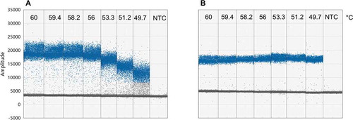 Fig. 2 (Colour online) Optimization of primer annealing temperature for singlet ddPCR using a temperature gradient from 60–49 °C from left to right for (a) Dir/Inv1ITSAlt (Alternaria spp.) primers and (b) Bc3/Bc3R (B. cinerea) primers. Numbers indicate temperature in degrees Celsius. NTC = no template control