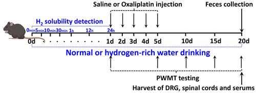 Figure 1 Experimental design. WT female C57BL/6J mice aged 8 weeks and weighing 20–25 g were subjected to saline or oxaliplatin injection. Hydrogen-rich or normal drinking water was used for the entire experiment. One day before the OXA or saline injection (on day 0), the solubility of H2 in normal or hydrogen-rich water was detected at 0, 5, 10 and 30 min, and 1, 12 and 24 h after blowing the hydrogen gas into the drinking water. PWMT was carried out 1, 5, 10, 15 and 20 days after the saline or oxaliplatin injection. The feces of different groups were obtained for tests following PWMT test. The DRG and spinal cords of L4-6 segments and serum of different groups were obtained for tests following feces collection on day 20. Different groups of DRG, spinal cords and serum were used for ELISA, and DRG and spinal cords were used for Western blot analysis, as mentioned in the Materials and Methods section.
