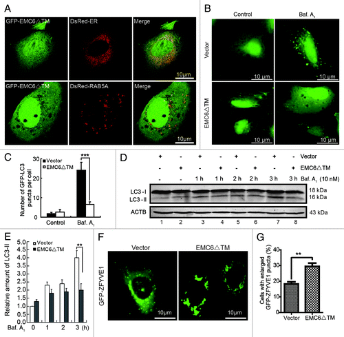 Figure 8. EMC6ΔTM suppresses cell autophagy. (A) U2OS cells were cotransfected with plasmids expressing GFP-EMC6ΔTM and DsRed-ER or DsRed-RAB5A for 24 h and observed by confocal microscopy. (B) Representative fluorescence microscopy images obtained from U2OS cells cotransfected with GFP-LC3 and vector or EMC6ΔTM for 30 h and treated with or without 10 nM bafilomycin A1 (Baf. A1) for the last 4 h. (C) Quantification of GFP-LC3 dots in control or EMC6ΔTM-expressing cells treated with reagents as indicated in (B). Results are means ± SD of at least 100 cells scored (***p < 0.001). (D) U2OS cells were transfected with vector or EMC6ΔTM for 24 h, and incubated with or without 10 nM Baf. A1 for the indicated times. The levels of endogenous LC3-I and LC3-II were analyzed by western blot. (E) Quantification of the amounts of LC3-II relative to ACTB treated as in (D). The average value in the vector-transfected cells without Baf. A1 treatment was normalized as 1. Data are the means ± SD of results from three experiments (**p < 0.01). (F) U2OS cells were cotransfected with GFP-ZFYVE1 and EMC6ΔTM or vector for 24 h and observed by fluorescence microscopy. (G) Numbers of cells with enlarged GFP-ZFYVE1 structures were quantified (means ± SD) by scoring at least five random fields. **p < 0.01.