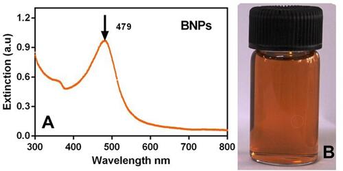 Figure 2 (A) UV-visible spectrum of PEGylated bimetallic Au–Ag NPs (BNPs) and (B) picture of synthesized BNPs (orange-brown in appearance).