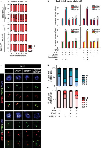 Figure 6. Intactness of the centrioles in the triple KO cells (a) Mitotic cells were collected with the mitotic shake-off method and cultured for up to 24 h. The number of CEP152 dots was counted at indicated time points. The statistical significance was analyzed using the t-test compared to the 2 h values within the same groups (n.s., not significant; * P < 0.05). (b) The G1 phase cells were coimmunostained with antibodies specific to CEP295, CEP192, CEP135 and γ-tubulin, along with CETN2 and CEP152. The number of centrioles with CEP152 and the indicated protein signals were counted. (c) The cells were arrested at prometaphase and subjected to coimmunostaining analysis with the CETN2 (green) and CEP295 or CEP152 (red) antibodies. Scale bar, 2 μm. (d, e) The numbers of CEP295 and CEP152 signals were counted in the cells. The statistical significance was analyzed using t-test compared to the control within the same group (* P < 0.05). (A, B, D, E) Greater than 30 cells per group were analyzed in three independent experiments. Values are means and SEM