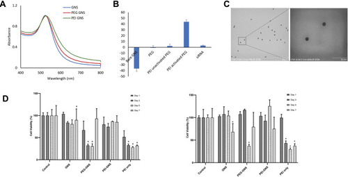 Figure 2 GNS characterization. (A) UV-Vis spectrum before and after functionalization. (B) Zeta potential measurement. (C) SEM images. (D) Cell viability assay HEP2 (left) and SKBR3 (right) over the period of 7 days (n=3, Mean ±SEM, *P<0.05).