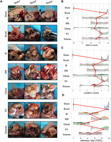 Figure 2. Highly reproducible induction of abdominal adhesions by brushing of the parietal peritoneum and cecum. (A) Open surgical observation of PAA conditions in each group (n = 10; red arrows mark adhesion tissue). (B–D) Raincloud map showing Nair’s adhesion scores (B), Lauder’s adhesion scores (C) and adhesion percentage (D) of mice in different modeling groups. (Raincloud map: cloud is a violin diagram; umbrella is a boxplot; rain is a scatter diagram; thunder is the line of the average score in each group. As shown in the figure, brushing of the parietal peritoneum and cecum was the most stable method with the best consistency).