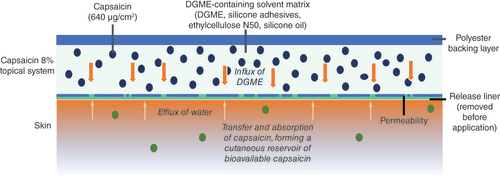 Figure 3. Technology of the capsaicin 8% topical system, showing the transfer of capsaicin into the skin during the application period, enabling long-term (3-month) pain relief.The topical system consists of a polyester-film backing layer coated with a matrix composed of capsaicin, a DGME-containing solvent, silicone adhesive mixtures, and other ingredients, and covered with a removable polyester-release liner. As DGME is extremely lipophilic, it is easily absorbed into the epidermal and dermal layers but has little affinity for the blood phase. During application, capsaicin is diffused into the skin via the influx of DGME and efflux of water, forming a reservoir of bioavailable capsaicin [Citation20,Citation45].DGME: Diethylene glycol monomethyl ether.