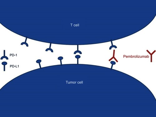 Figure 1 Modeling the mode of action of pembrolizumab.