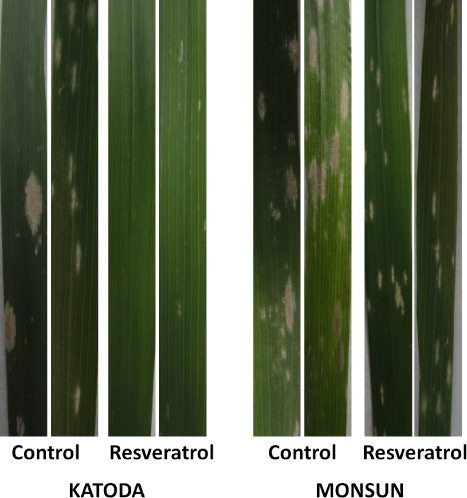 Figure 1. Flag leaf of control and resveratrol treated wheat infected with powdery mildew in early tillering stage.