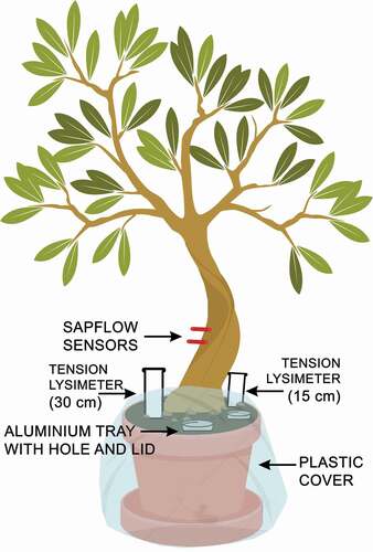 Figure 1. Sketch of the experimental set-up for each olive tree, including sap flow sensors, tension lysimeters, and holes for irrigation and soil moisture measurements