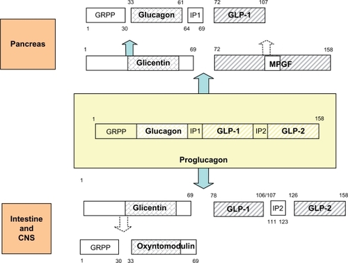 Figure 1 Proglucagon contains three homologous hormonal sequences, glucagon/GLP-1/GLP-2, and is separated by intervening peptides IP1/IP2. Proglucagon is processed differentially in pancreas, intestine, and CNS.