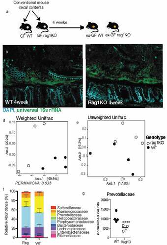 Figure 4. Mice deficient in adaptive immunity still form biofilm-like community with some changes to composition