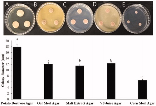 Figure 3. Effect of culture media on colony growth of Taphrina deformans at 20. (A) Potato dextrose agar; (B) Oat meal agar; (C) Malt extract agar; (D) V8 juice agar; (E) Corn meal agar. Different letter on bar indicate that mean are significantly different (p<.05) according to Fisher’s LSD test.