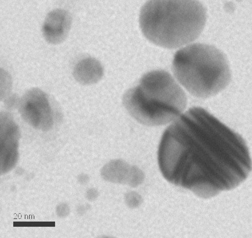 Figure 1 Characterization by transmission electron microscopy (TEM) of AgNPbio synthesized by Fusarium oxysporum (300,000×).