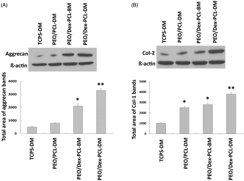 Figure 8. Western blot results: (A) Aggrecan, and (B) Collagen type 2 on day 21 in MSCs cultured on PEO/PCL-DM, PEO/Dex-PCL-BM, PEO/Dex-PCL-DM, and TCPS-DM as control, (Significant difference between the groups at *P < 0.05, **P < 0.01).