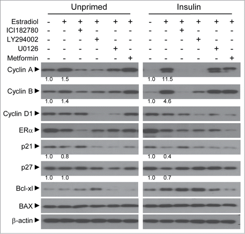 Figure 3. Growth response of the insulin-primed cells upon estradiol-mediated regulation of cell cycle factors. Immunoblot assay was performed for the expression of cell cycle factors involving cyclins (A, B, D1), cyclin-dependent kinase inhibitor (p21, p27) and apoptosis (Bcl-xL, BAX). Total cell lysates were obtained from both primed and unprimed cells after 24 h treatment with 1 nM estradiol alone or together with 1 μM of ICI182,780, 100 μM of LY294,002, 10 μM of U0126, or 3 mM of metformin. Densitometric analysis was performed.