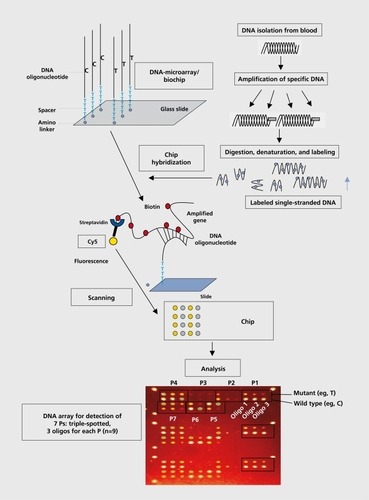 Figure 2. The development of an oligonucleotide array-based chip for single nucleotide polymorphism (SNP) analysis. P, polymorphism.