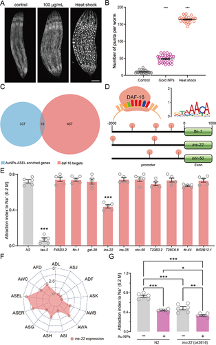 Figure 6 DAF-16 targeting the neuropeptide INS-22 partially modulates Au NPs-induced decrease in NaCl sensation. (A) The subcellular localization of DAF-16 in 0 and 100 μg/mL Au NPs-exposed and heat shock C. elegans. (B) The quantification of (A). (C) Venn diagram of genes enriched in Au NPs-ASEL genes and daf-16 target genes. (D) The locations of transcription factor DAF-16 binding DNA motif in the promoter regions of ftn-1, ins-22 and nhr-50. (E) The attraction index of Au NPs-ASEL enriched and daf-16 target gene mutants (punch) exposed to NaCl. (F) The expression of ins-22 (punch) in all sensory neurons. (G) The attraction index of 0 and 100 μg/mL Au NPs-exposed wild type and ins-22 mutant worms to NaCl. Gray represents the 0 μg/mL Au NPs group, magenta represents the 100 μg/mL Au NPs group. Data are shown as mean ± SE. The “ns” represents not significant. P values are represented as *p < 0.05, **p < 0.01, ***p < 0.001.