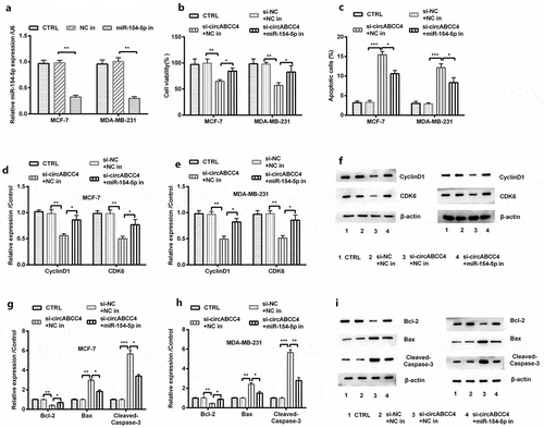 Figure 5. CircABCC4 knockdown subdued cell viability and promoted apoptosis of breast cancer cells by promoting miR-154-5p. (a) NC inhibitor and inhibitory miR-154-5p were transfected into breast cancer cell lines as well as the level of miR-154-5p was detected by qRT-PCR. (b) The cell viability was detected by CCK-8. (c) The apoptosis of breast cancer cell lines were detected by flow cytometry. (df) The level of CyclinD1 also CDK6 was analyzed through western blot. (gi) The expression of breast cancer cell lines apoptosis-correlated proteins (Bcl-2, Bax, Cleaved/Caspase-3) were examined through western blot. CTRL, control; si, small interfering; NC, Negative control; miR, microRNA; CCK-8, Cell Counting Kit-8; qRT-PCR, Quantitative real-time polymerase chain reaction; CDK, cyclin-dependent kinases (n = 25). ANOVA remained responsible for P-values, * P < 0.05, ** P < 0.01 and *** P < 0.001 were considered as significant results