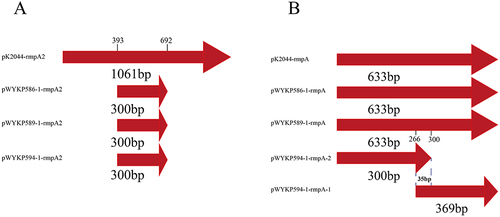 Figure 7 Comparison of virulence genes rmpA2 and rmpA on different plasmids. (A) Alignment of virulence genes rmpA2 on plasmids pWYKP586-1, pWYKP589-1, pWYKP594-1, and pK2044(AP006726). (B) Alignment of virulence genes rmpA on plasmids pWYKP586-1, pWYKP589-1, pWYKP594-1 and pK2044(AP006726).
