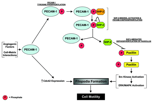 Figure 2 A proposed model for the involvement of PECAM-1 in the formation of endothelial cell filopodia during angiogenesis. During pathological or certain forms of developmental angiogenesis, angiogenic factors and/or cell-matrix interactions stimulate PECAM-1 tyrosine phosphorylation. These phosphorylation events lead to the binding of SHP-2 to PECAM-1 and the activation of SHP-2's phosphatase activity. The activated SHP-2 dephosphorylates the PECAM-1 molecule to which it is bound, leading to its release from PECAM-1. The liberated SHP-2 subsequently targets paxillin, dephosphorylating it, to trigger ERK-mediated activation of filopodia formation. Also, in processes that are still undefined, PECAM-1 may be involved in the regulation of Cdc42 during angiogenesis.