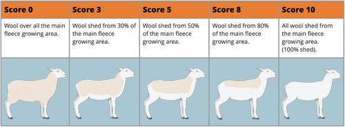 Figure 1. Visual score guide for shedding (0 = ‘no shedding on any part of the body’ to 10 = ‘wool shed fully from all the body’) for stud farms in New Zealand. Source: Beef + Lamb New Zealand Genetics.
