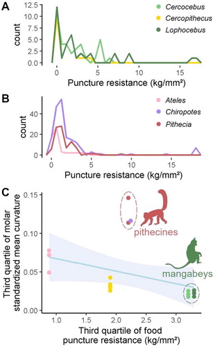 Figure 1. Puncture resistance of plants consumed by Old World monkeys (A, adapted from Lambert et al. Citation2004; Wieczkowski Citation2009) and New World monkeys (B, adapted from Norconk and Veres Citation2011) versus the third quartile of their molar curvature (C). Regression line showed with a 95% confidence interval.