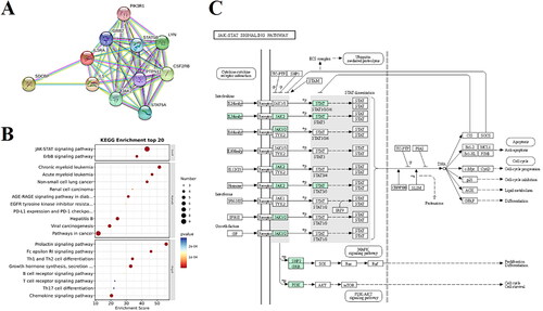 Figure 2. Biological function of IL5RA and its related proteins. A: Interaction diagram of IL5RA and its related proteins. B: KEGG enrichment of IL5RA and its related proteins. C: IL5RA and its related proteins are involved in the JAK/STAT signaling pathway.