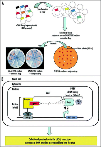 Figure 2 Antiprion drugs as baits in genetic approaches. (A) Genome wide overexpression screen (OES). A cDNA library (of any origin) expressed from the GAL-inducible promoter in a yeast plasmid was transformed in a [PRION+] yeast strain (in the example given [PSI+] forming white colonies) and cells were streaked on a Galactose medium (in condition where strong expression of cDNA was induced) and containing an antiprion drug. The curing effect produces red [psi-] colonies. Colonies which remain white despite presence of the antiprion compound might express a cDNA whose overexpression prevent the curing effect of the drug. These colonies are restreaked on the same Galactose medium containing the antiprion drug to check for resistance to the antiprion drug and also on Glucose medium containing antiprion drug to check that the isolated clone is sensitive to the drug in this condition where expression of the cDNA is largely repressed. In the example given, one clone appears to be a false positive for which resistance is not caused by expression of the cDNA (it remains white on Glucose medium). (B) Three-hybrid assay (Y3H). This method is based on the use of a heterodimeric ligand constituted of a ligand of the receptor used as bait covalently linked to the antiprion drug (6AP in the example given). The heterodimeric ligand can be used to screen against a library of cDNAs (from any origin) in fusion with the activation domain (AD) of a transcriptional activator (here Gal4p). The HIS3 reporter gene will only be activated in cells expressing a cDNA encoding a protein to which the antiprion drug (6AP here) binds, and thus only these cells will be able to grow in a medium lacking histidine.