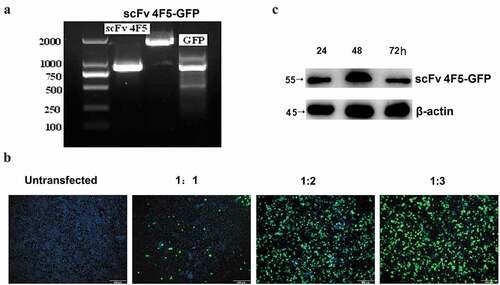 Figure 1. The eukaryotic expression vector pCAG-scFv4F5-GFP was constructed and then transfected into A549 cells.