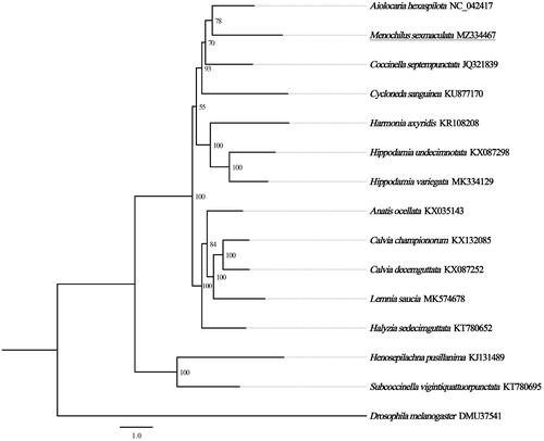Figure 1. Phylogenetic tree showing the relationship between Menochilus sexmaculata and 14 other species based on maximum likelihood method. GenBank accession numbers of each species were listed in the tree. The coccinellid beetles determined in this study has been underlined. Numbers on branches are bootstrap values. Drosophila melanogaster was used as an outgroup.