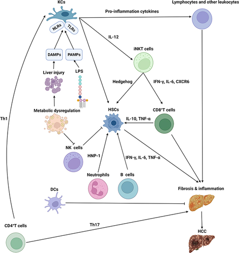 Figure 2 The immune microenvironment of NASH.