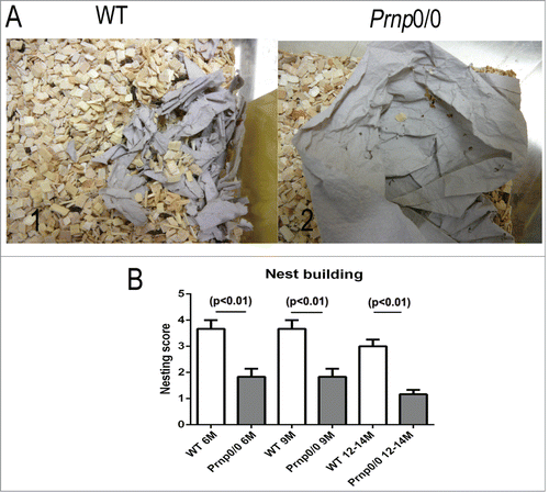 Figure 1. Deficits in nest building behavior of Prnp0/0 mice. (A) The nest building behavior of WT (1) and Prnp0/0 mice (2) was assayed by assessing the nest quality after overnight exposure to a sheet of tissue paper. (B) Comparing the nest quality, statistically significant differences were obtained between WT and Prnp0/0 mice independent of their age. Values are depicted as mean ± SEM (n = 6). The quality of the nests was evaluated using a modified 5-point scale according to method of Deacon et al.Citation39 Tissue not noticeably touched (>90 % intact, 1 point); tissue partially shredded (50–90% remained intact, 2 points); mostly shredded but not identifiable as a nest (>50 % of the tissue is shredded, 3 points), an almost intact nest (>90 % of the tissue is shredded, 4 points); an intact nest (100% of the tissue is shredded, 5 points).