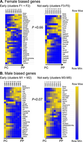 FIG 8 Liver zonation and response to cGH infusion. Heat maps of the relative gene expression values in each liver zone, ordered from the central vein (PC, pericentral) to the portal tract (PP, periportal), are shown, as described previously (Citation48). Separate heat maps are shown for cGH responsive male-biased and female-biased genes that show significant spatial zonation (q value < 0.2), as defined earlier (Citation48). (A) Female-biased genes, early responding (clusters F1 and F2) compared to not early responding (clusters F3 to F5). (B) Male-biased genes, early responding (clusters M1 and M2) compared to not early responding (clusters M3 to M5). Yellow, high expression; blue, low expression. Genes are ordered by the PC/PP ratio (average of zonation layers 1 to 3/average of layers 7 to 9) (Citation48). Statistical significance was determined by the Wilcoxon rank sum test of the zonation bias of all genes in the group, as explained in Materials and Methods.