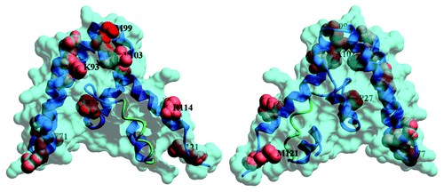 Figure 3. Residues of STAT4 ND (in red) with the most significant chemical shift perturbations detected upon binding of peptide corresponding to helix 2 (Ac-EIKFLEQVDKFY-penetratin). Helix 2 is in green. Two sides of STAT4 ND molecular structure are presented. The figure was generated using MolSoft Browser software and pdb coordinates 1BGF.Citation30
