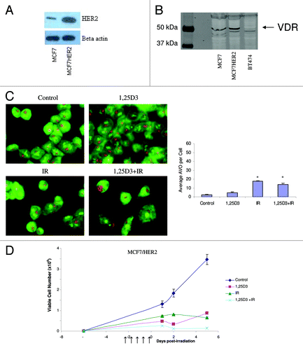 Figure 6. Response to 1,25D3 and radiation in MCF-7/HER2 cells. (A). HER2 overexpression is confirmed by western blotting in comparison to MCF-7 parental cells. (B) Vitamin D receptor (VDR) levels were monitored via western blotting in MCF-7 parental cells, MCF-7/HER2 cells and BT474 cells (discussed in Fig. 8). (C) Cells were exposed to radiation alone (5×2 Gy), or 1,25D3 + irradiation and autophagy was monitored based on acridine orange staining 24 h post-irradiation; for the accompanying bar graph, the average number of AVOs per cell were counted in three fields for each condition. (D). Viable cell number was determined by exclusion of trypan blue at the indicated days following the initiation of radiation exposure. ↑ indicates days on which irradiation was performed.