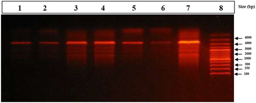 Figure 1. Stained agarose gel electrophoresis of genomic DNA of brain. Control group (Lane 1 & 2) showed very low or undetectable DNA laddering (DNA fragmentation) compared to DNA marker (Lane 8, 1 kb). Silver nanoparticles alone (Lane 3 & 4) revealed DNA fragmentations which appear as DNA smearing. Iron oxide nanoparticles (Lane 5 & 6) showed very low brain genomic DNA fragmentation. The combination group (Lane 7) showed massive DNA fragmentations which appear as DNA smearing compared to DNA marker (Lane 8).