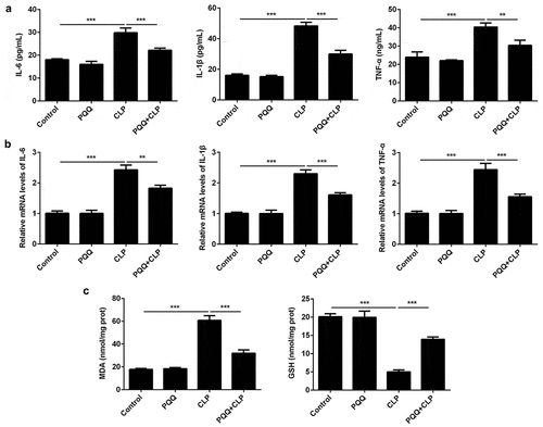 Figure 2. PQQ treatment alleviated sepsis-induced inflammation and oxidative stress. (a) Levels of IL-6, IL-1β and TNF-α in the serum of SD rats were detected using ELISA methods. (b) Expressions of IL-6, IL-1β and TNF-α in liver tissues of SD rats were detected by RT-qPCR assay. (c) The production of MDA and GSH in liver tissues of SD rats was detected with the commercial kits