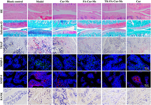 Figure 7 Histological images obtained using H&E, safranin-O, TRAP, immunofluorescence and immunohistochemistry staining (n=6).