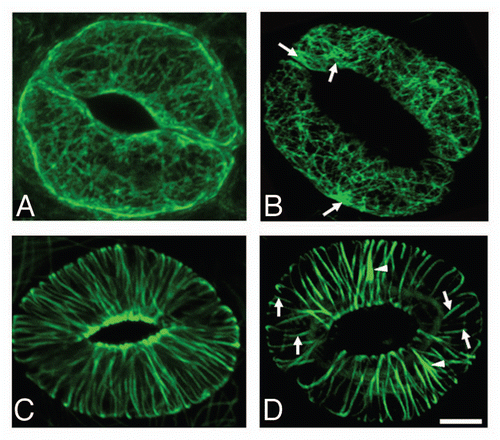 Figure 2 Effect of camphor and menthol on the cytoskeleton in stomata guard cells. Effect of camphor (10 mg/l) and menthol (5 mg/l) on the cytoskeleton in stomata of Arabidopsis thaliana cotyledons. Actin cytoskeleton visualized with the 35S::GFP:FABD2 construct as in vivo marker for filamentous actin in control conditions (A) and after treatment with monoterpenoids for 48 h (B). Arrows point to the patches of bundled F-actin. Microtubular cytoskeleton visualized with the 35S::GFP:MBD construct as in vivo marker for microtubules in control conditions (C) and after treatment with monoterpenoids for 48 h (D). Note pronounced bundling of microtubules (arrowheads) and appearance of short disrupted microtubular bundles (arrows). Bar: 10 µm.