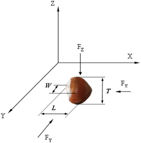 Figure 1. Representation of the three axial forces (Fx, Fy, and Fz) and three major perpendicular dimensions of hazelnut.
