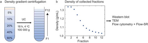 Figure 2. Density gradient centrifugation to separate EVs and lipoproteins in platelet-depleted platelet concentrate. (a) Schematic representation of the Optiprep density gradient and fraction collection. The platelet-depleted platelet concentrate is loaded on top of the density gradient. (b) Density of the collected fractions as derived from 340 nm absorbance. UC: ultracentrifugation, TEM: transmission electron microscopy.